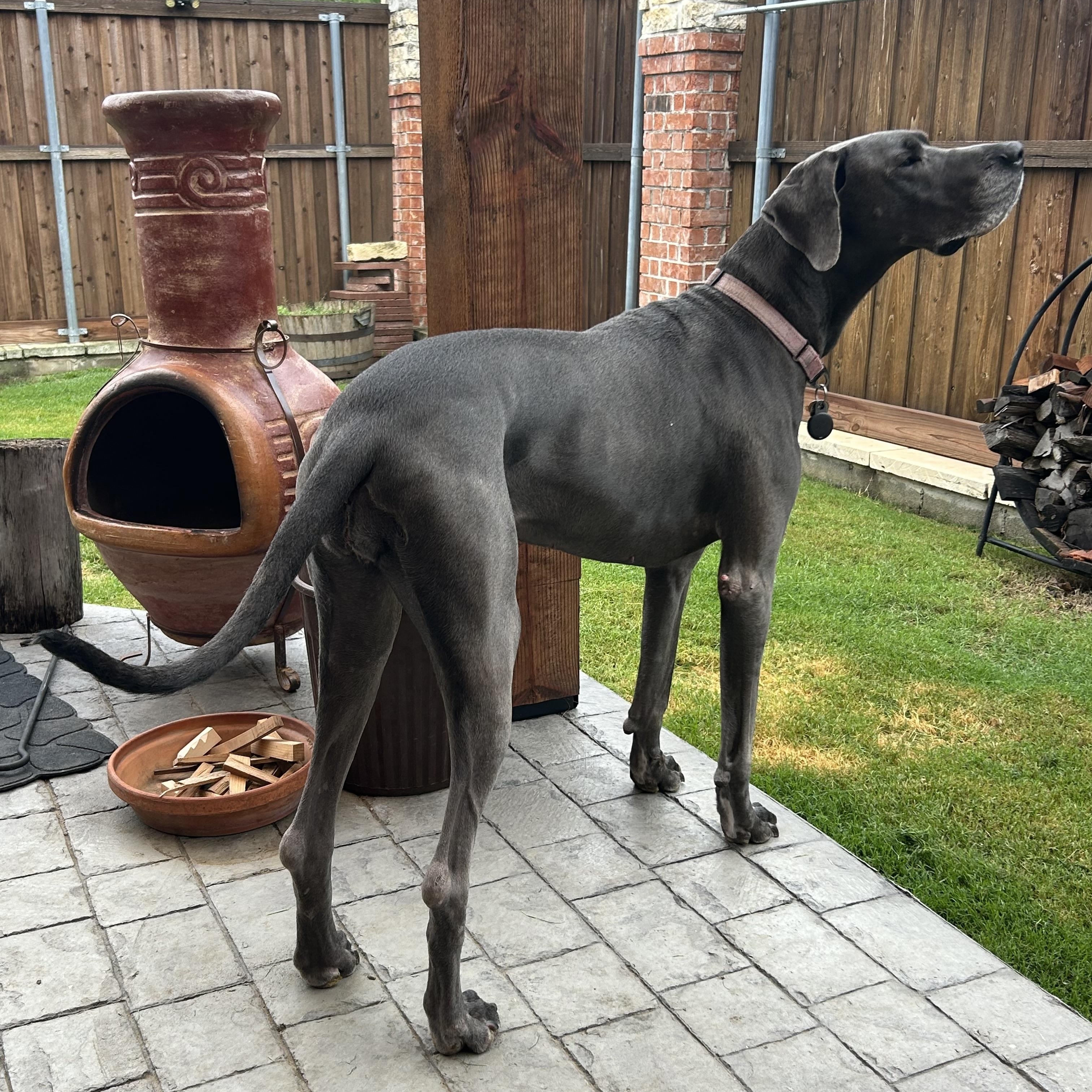 Nala, a ADOPTABLE Great Dane in Carrollton, TX image 2/6