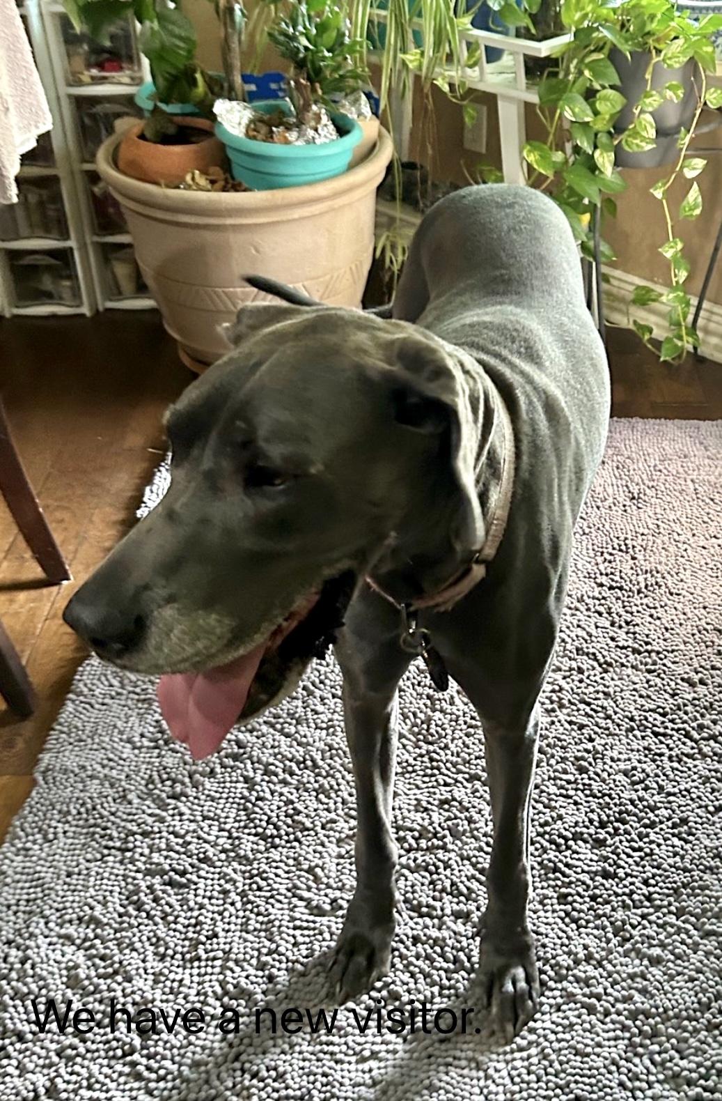Nala, a ADOPTABLE Great Dane in Carrollton, TX image 3/6