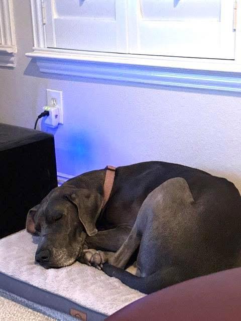 Nala, a ADOPTABLE Great Dane in Carrollton, TX image 5/6