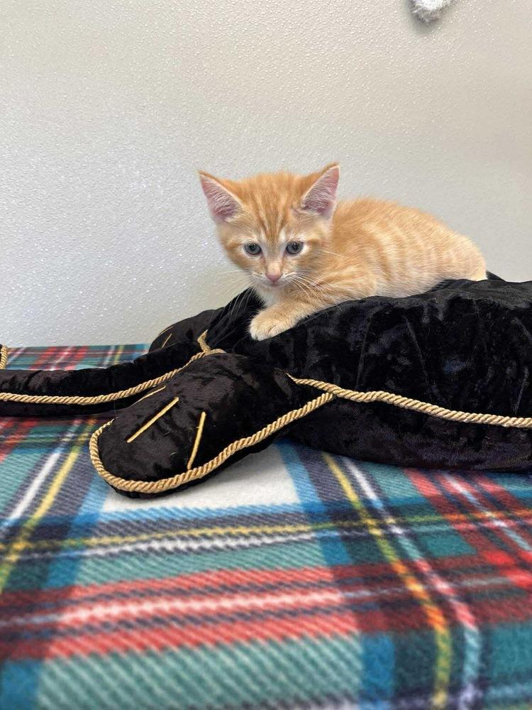 Halloween Kitties : Lantern, Adoptable, Kitten Female Domestic Short Hair.