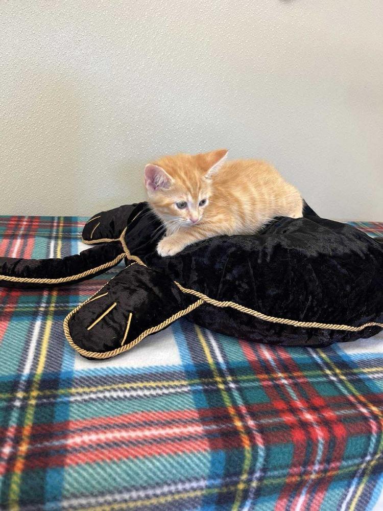 Halloween Kitties : Lantern, a Adoptable Domestic Short Hair in Osgood, IN image 2/2