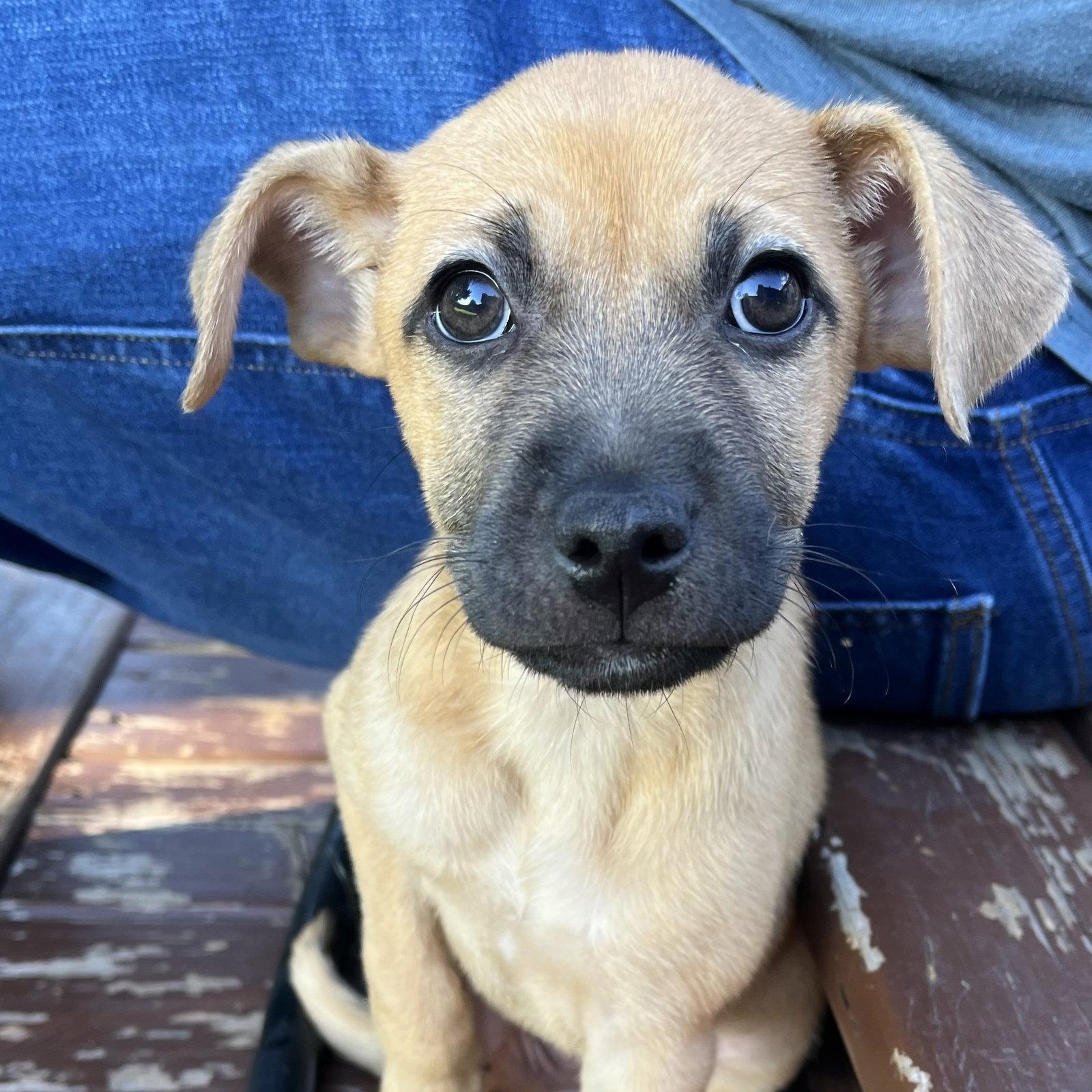 Enlarge Maple, a Adoptable Terrier in New London, WI image 2/3