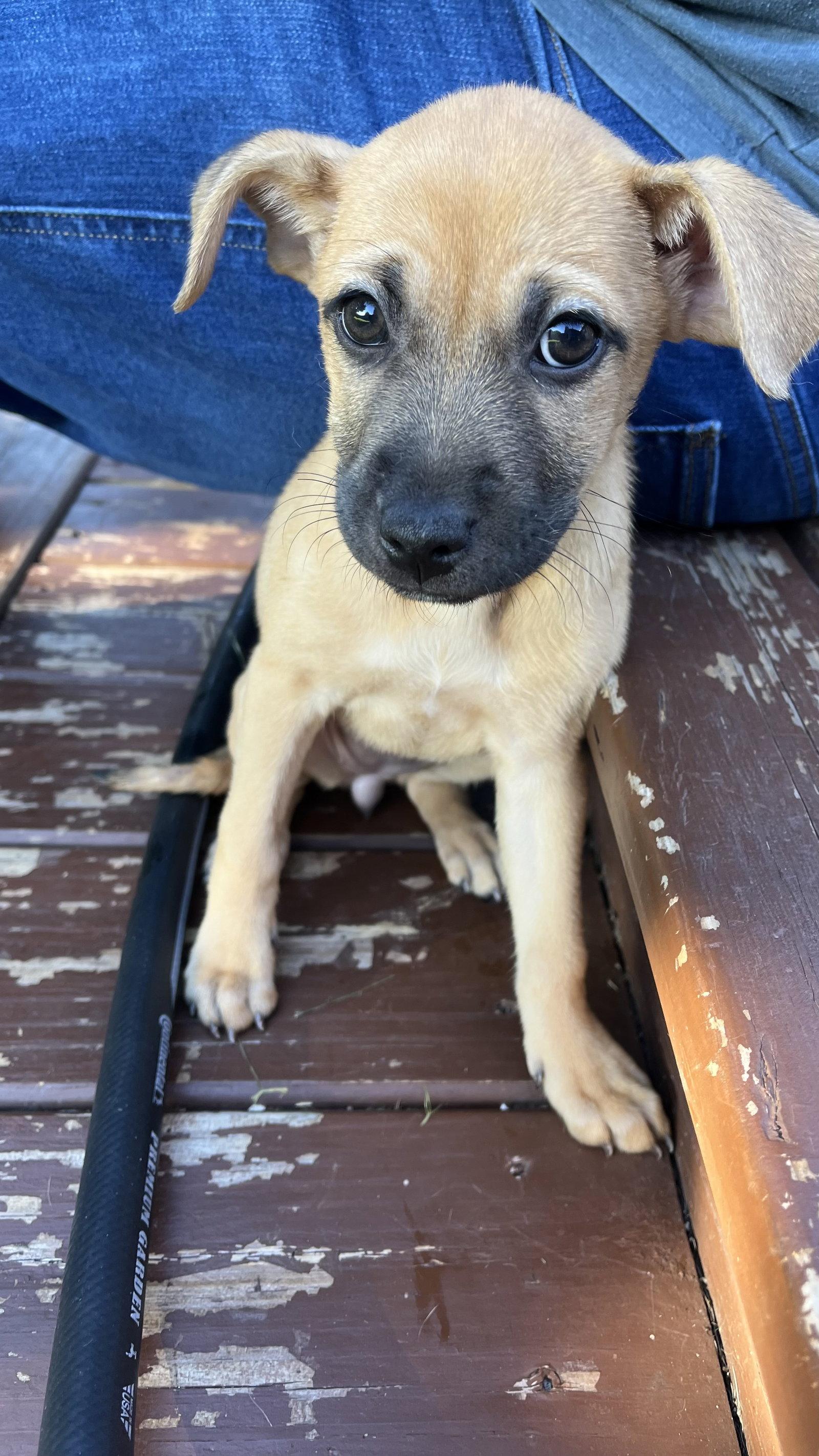 Enlarge Maple, a Adoptable Terrier in New London, WI image 3/3