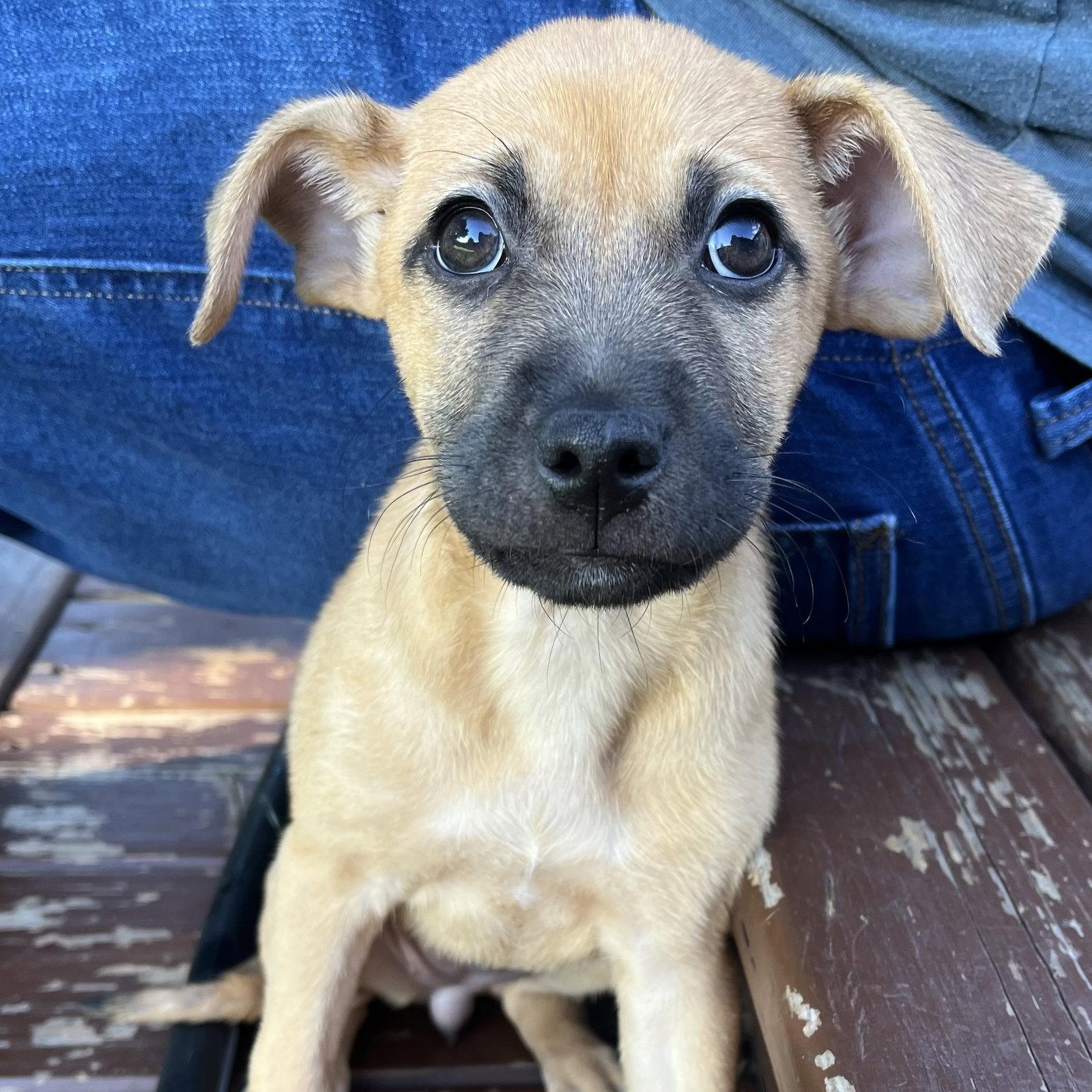 Maple, Adoptable, Puppy Female Terrier.