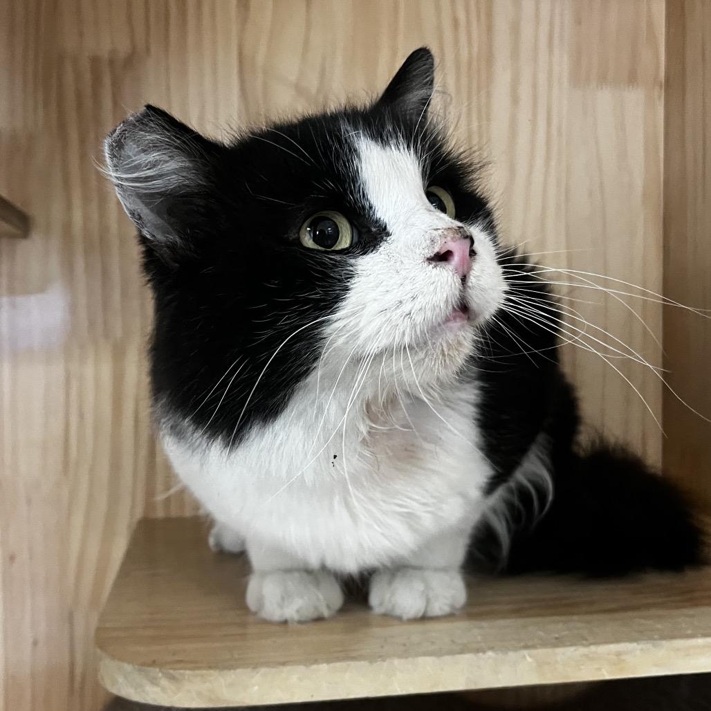 Mookie, Adoptable, Adult Male Domestic Short Hair.