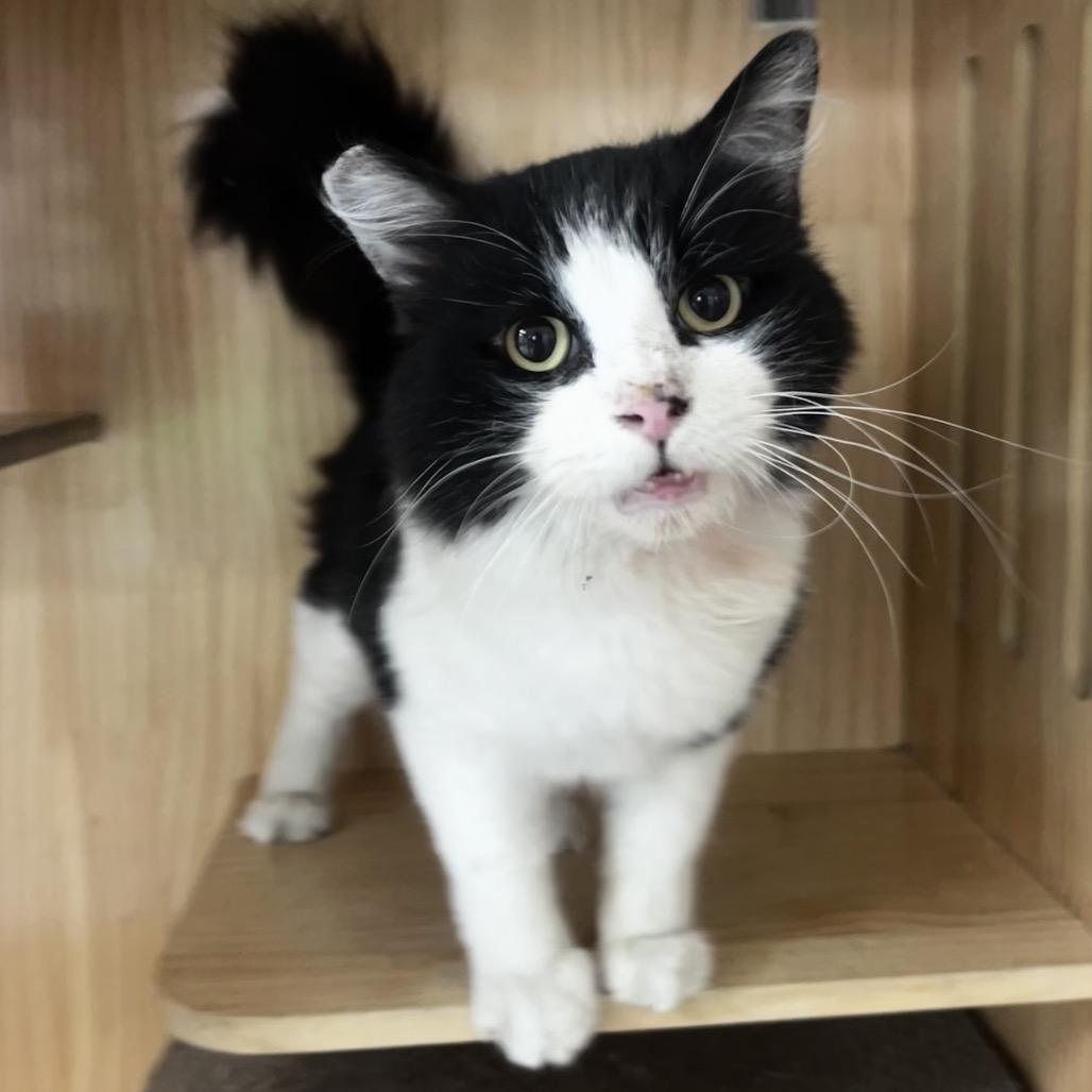 Enlarge Mookie, a Adoptable Domestic Short Hair in Yucca Valley, CA image 2/4