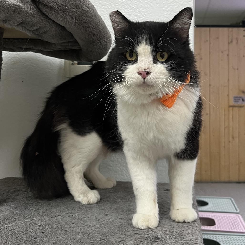 Enlarge Mookie, a Adoptable Domestic Short Hair in Yucca Valley, CA image 3/4