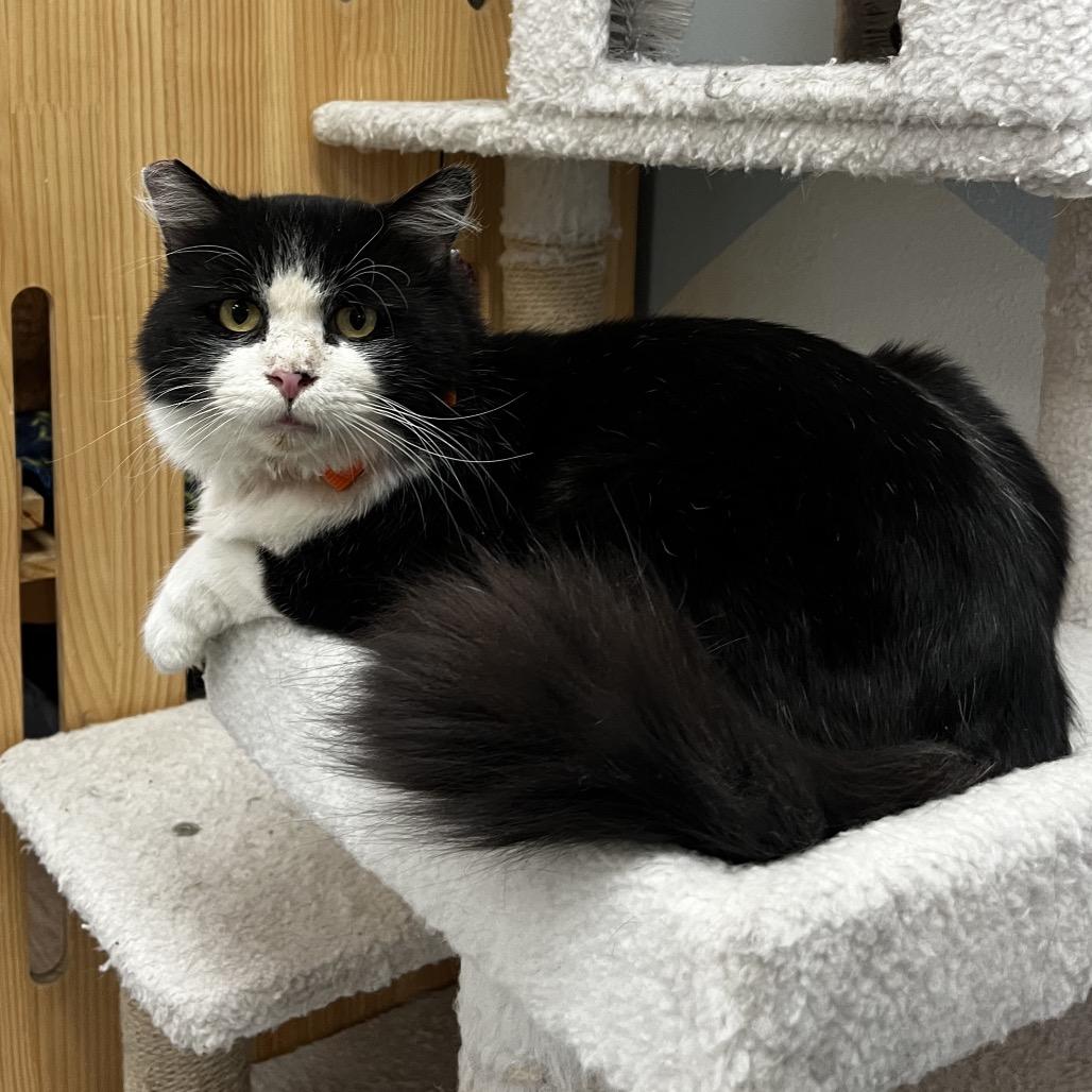Enlarge Mookie, a Adoptable Domestic Short Hair in Yucca Valley, CA image 4/4