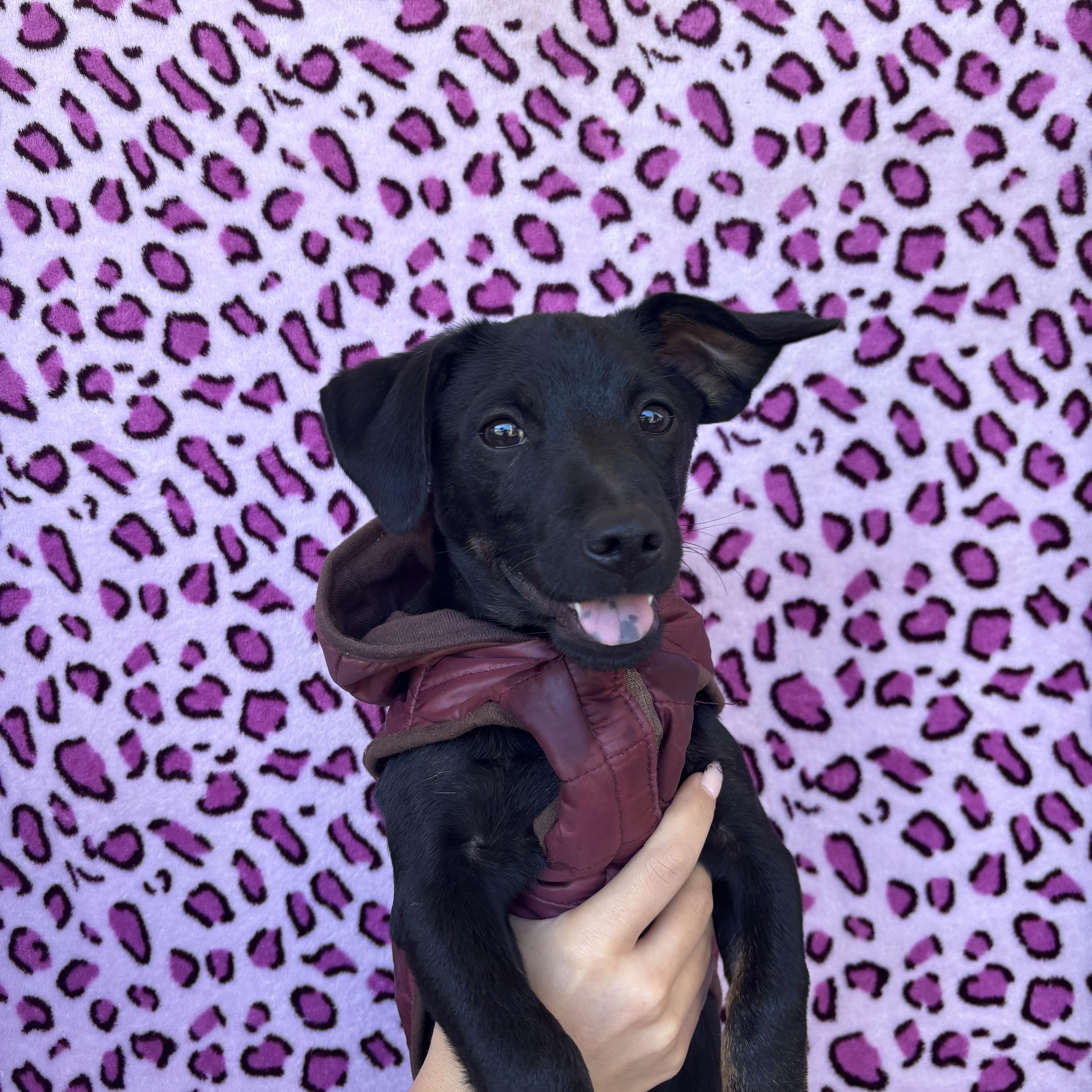 Sylvester, Adoptable, Puppy Male Chihuahua.