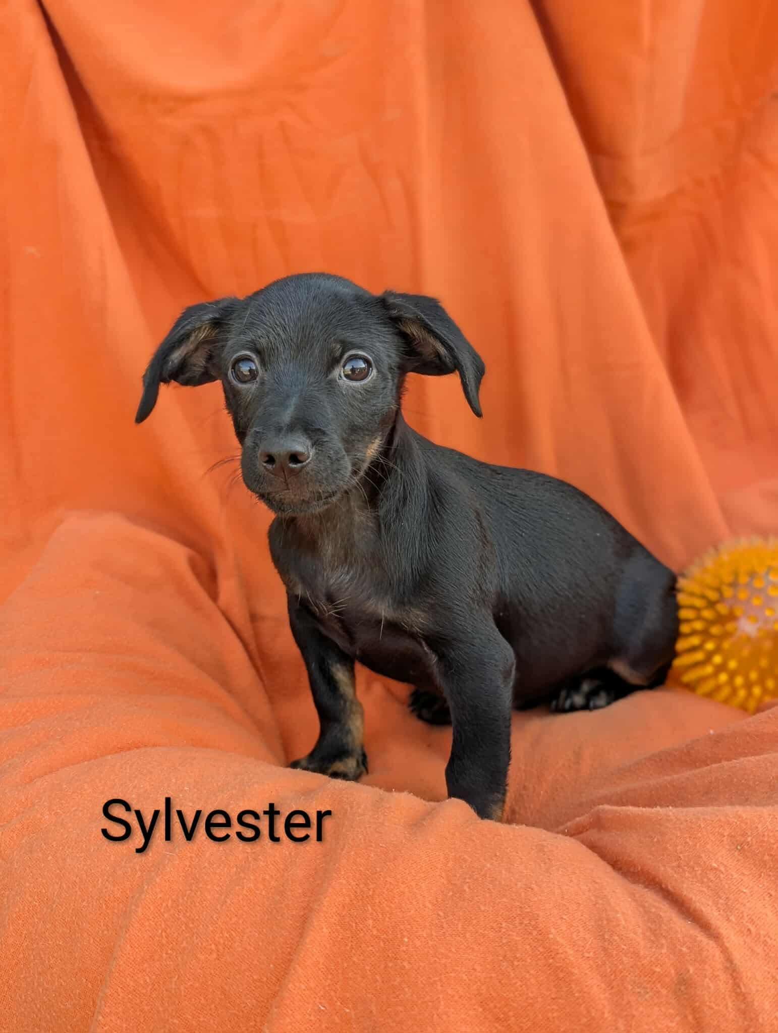 Sylvester, Adoptable, Puppy Male Chihuahua.