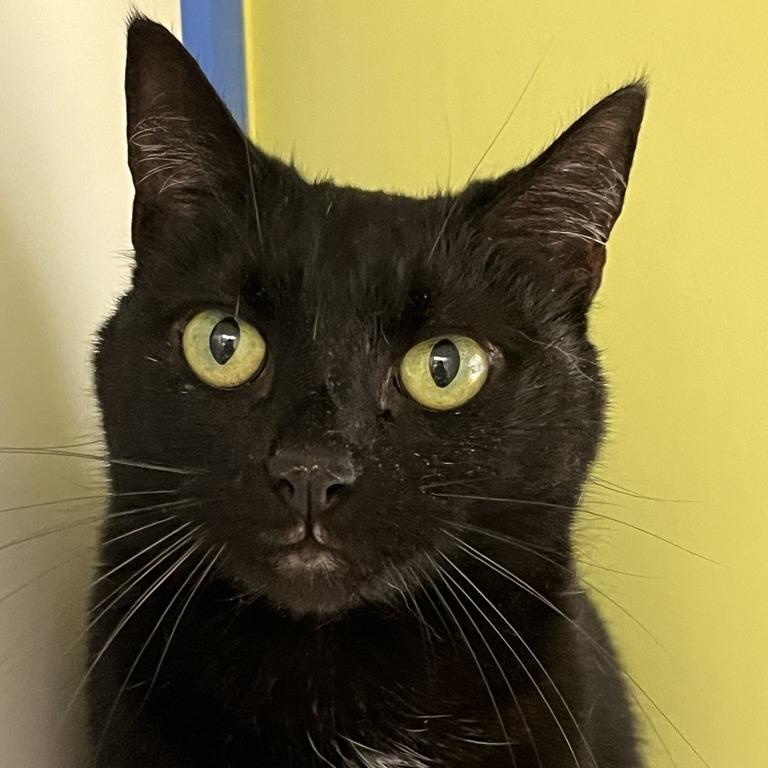 Midnight, Adoptable, Senior Female Domestic Short Hair.