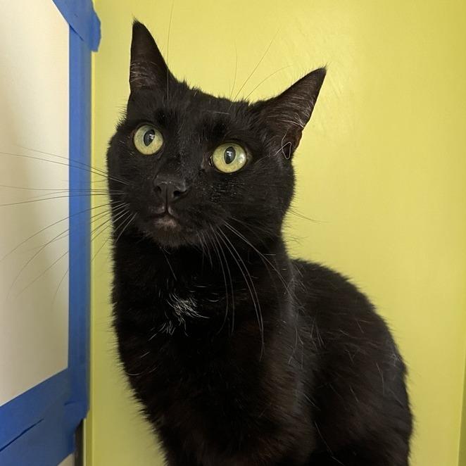 Enlarge Midnight, a Adoptable Domestic Short Hair in Temecula, CA image 2/3