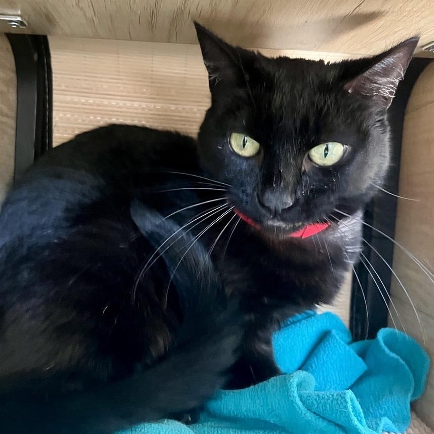 Enlarge Midnight, a Adoptable Domestic Short Hair in Temecula, CA image 3/3