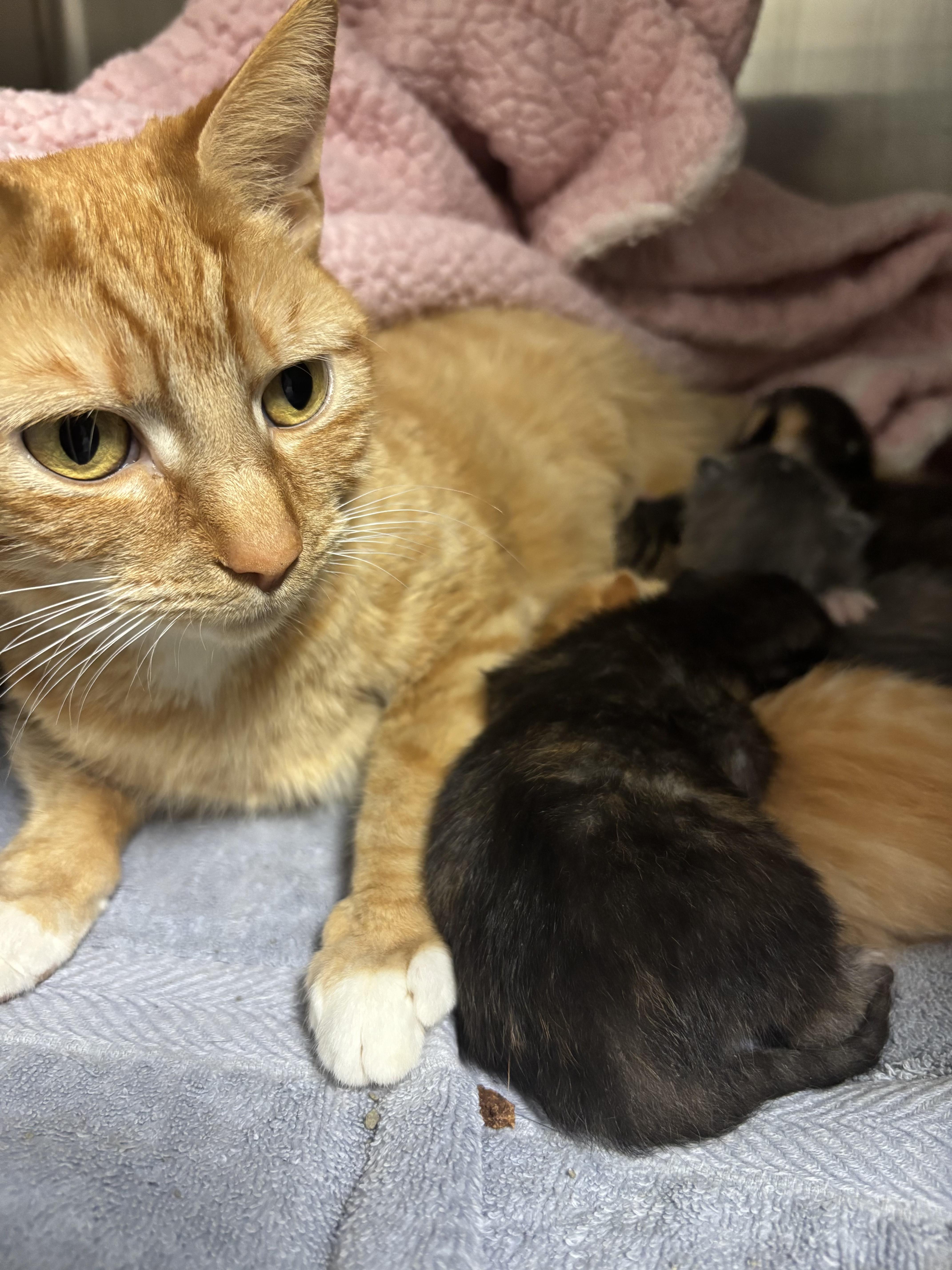 Mama Cheese, a Adoptable Domestic Short Hair in Gaithersburg, MD image 2/2