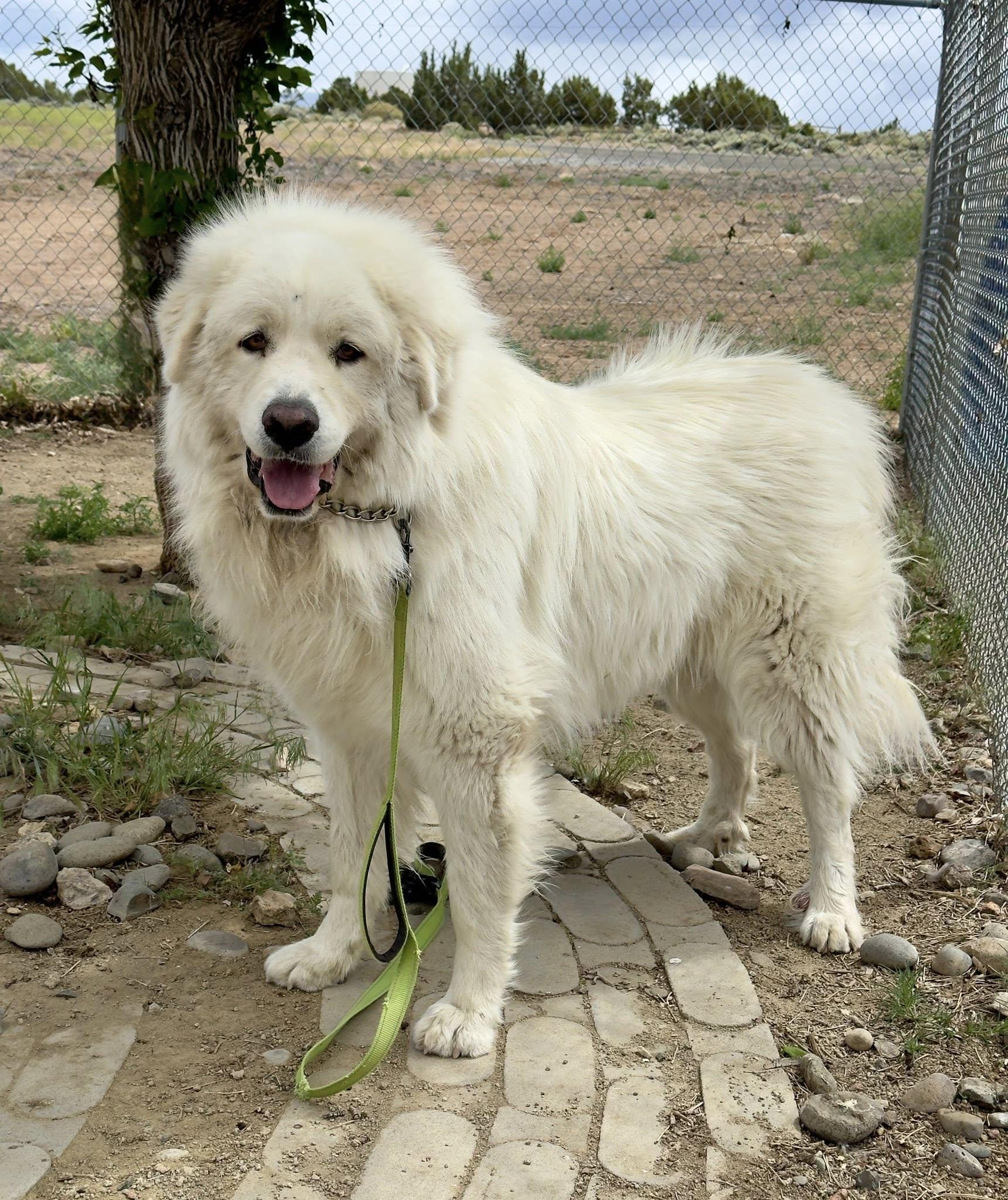 Enlarge Hartz, an adopted Great Pyrenees in Gardnerville, NV image 1/1