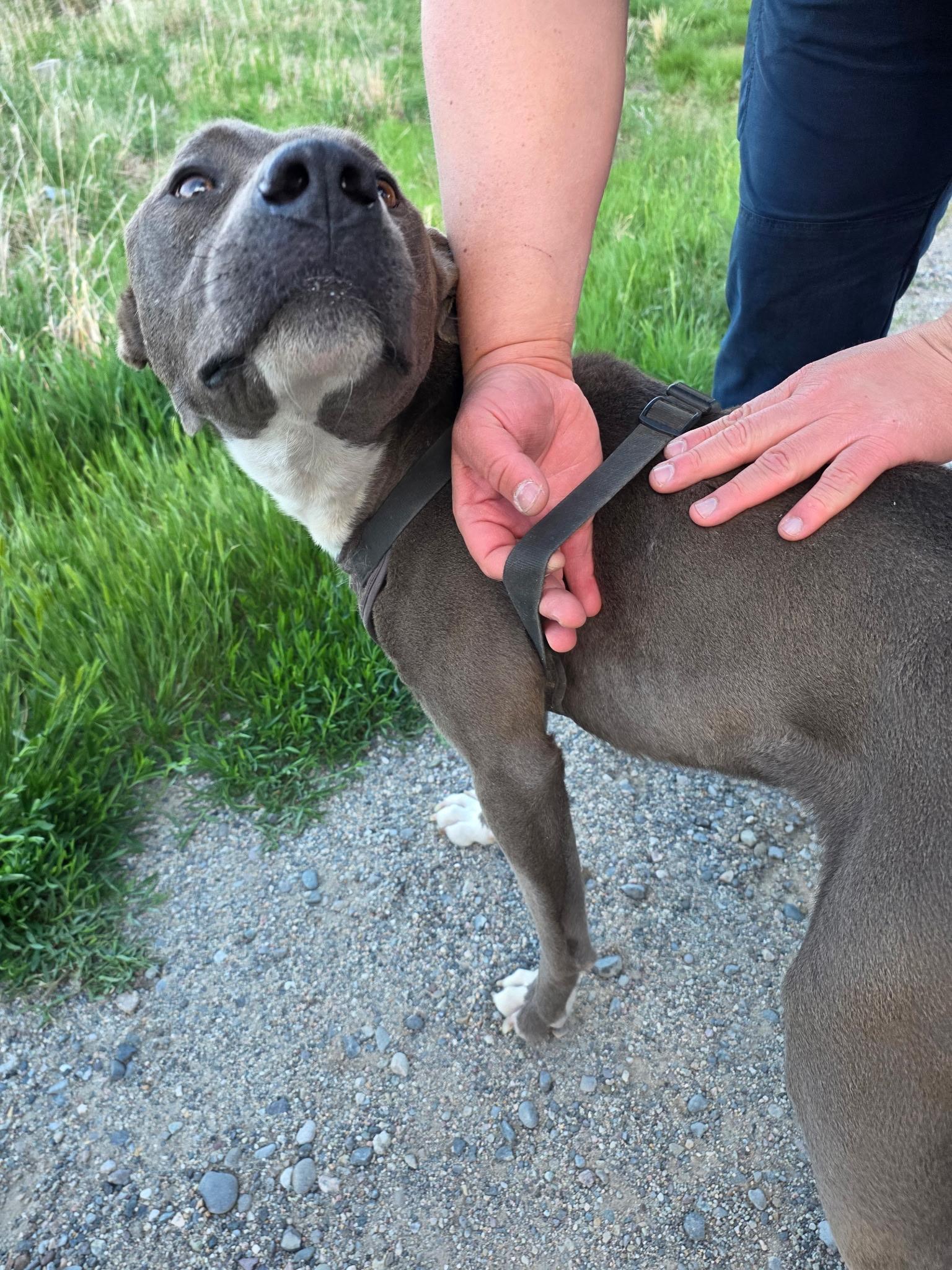 Mason, Adoptable, Young Male American Staffordshire Terrier.