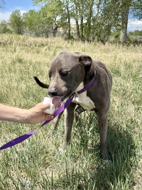 Enlarge Mason, a Adoptable American Staffordshire Terrier in Riverton, WY image 2/2