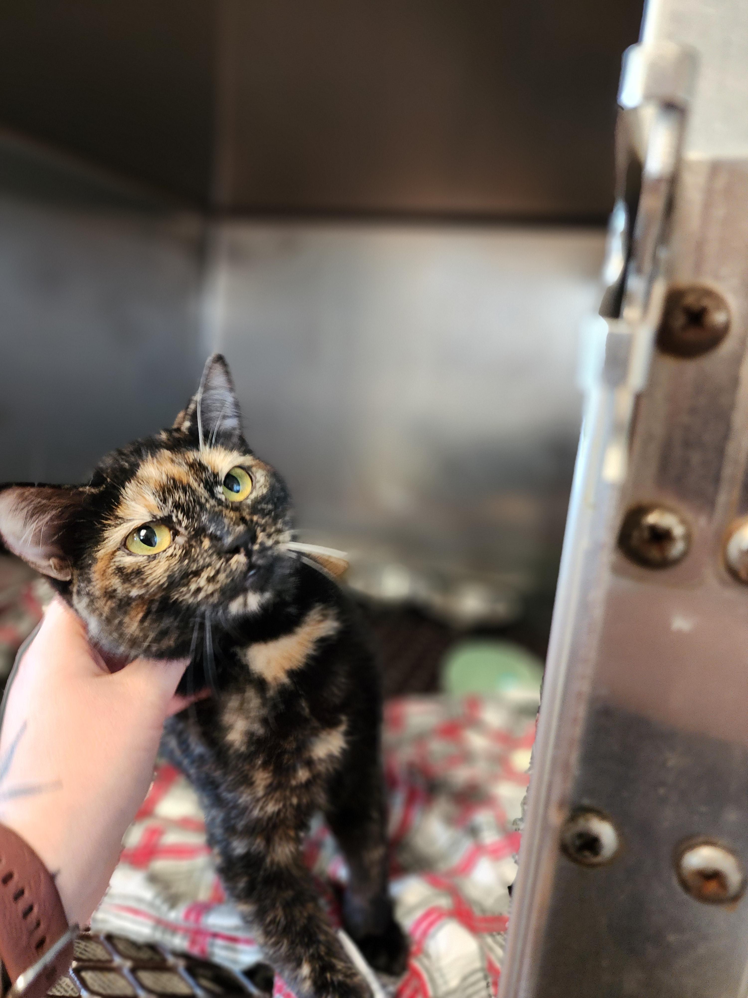 Sugar Plum, an adoptable Domestic Short Hair in Marinette, WI, 54143 | Photo Image 1