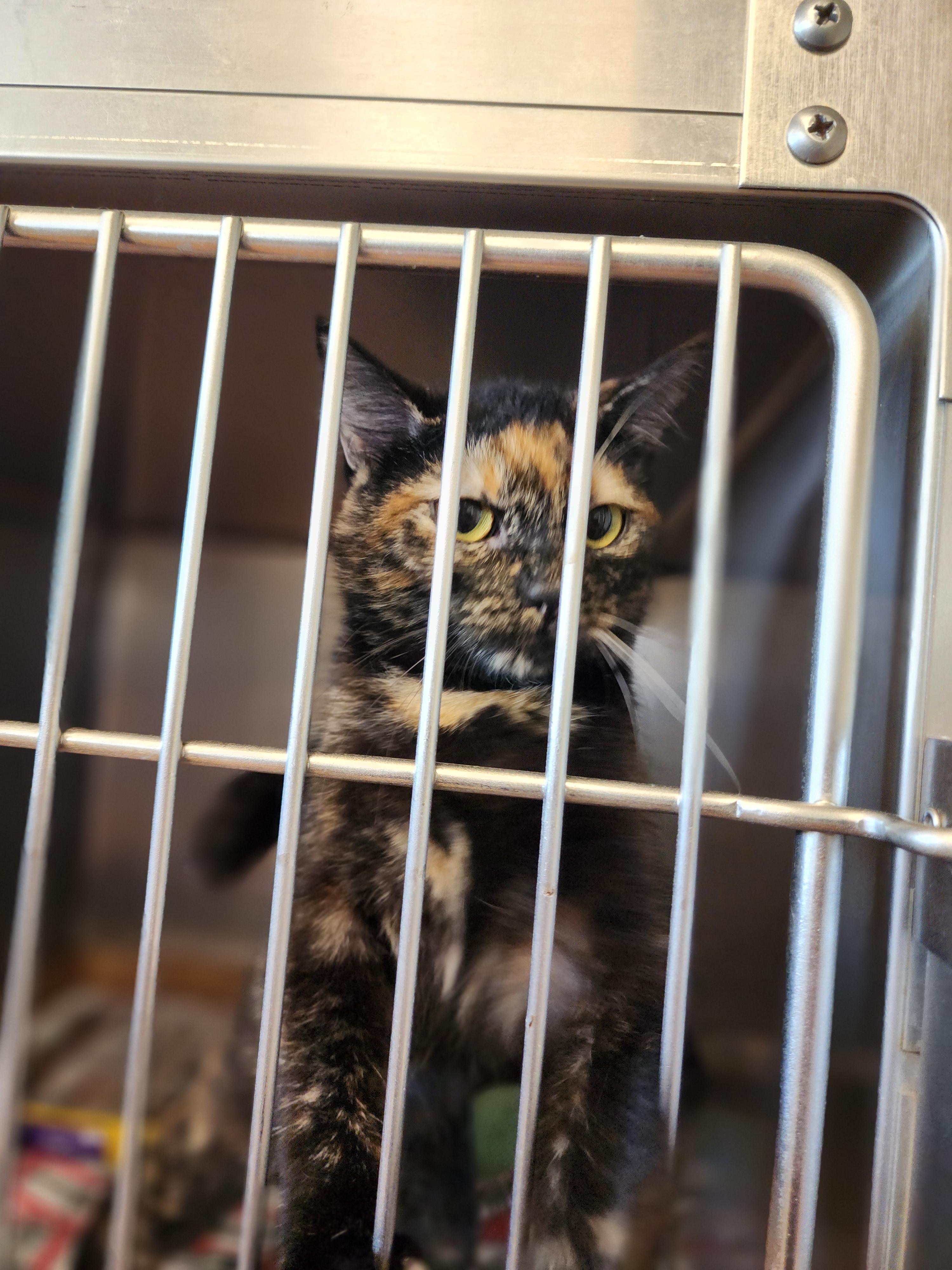 Sugar Plum, an adoptable Domestic Short Hair in Marinette, WI, 54143 | Photo Image 2