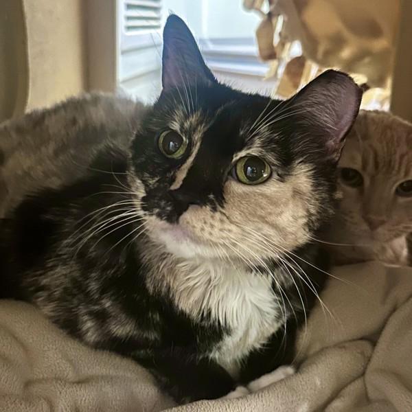 House, Adoptable, Senior Female Domestic Medium Hair.