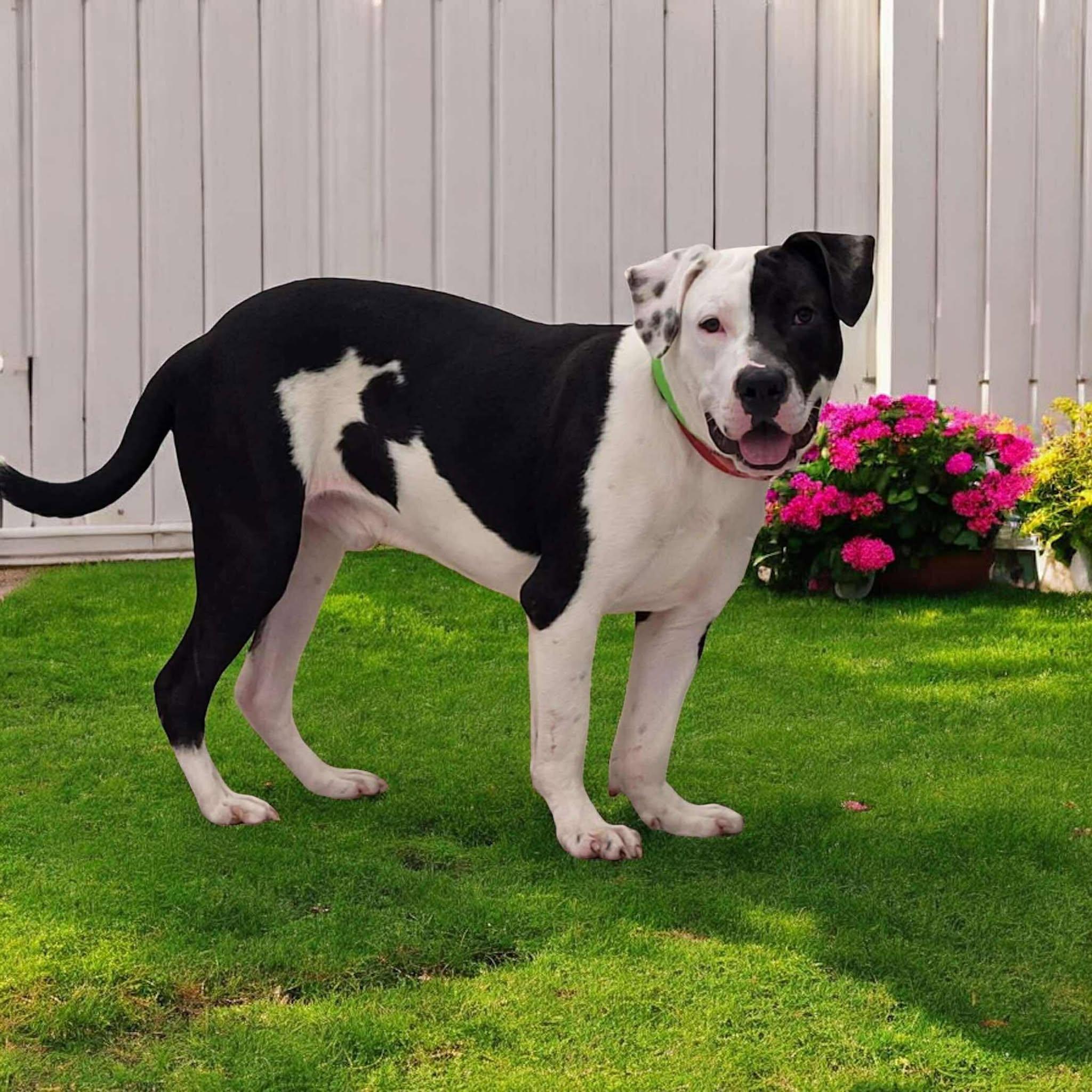 Dog for adoption - Zasu, an American Staffordshire Terrier Mix in ...