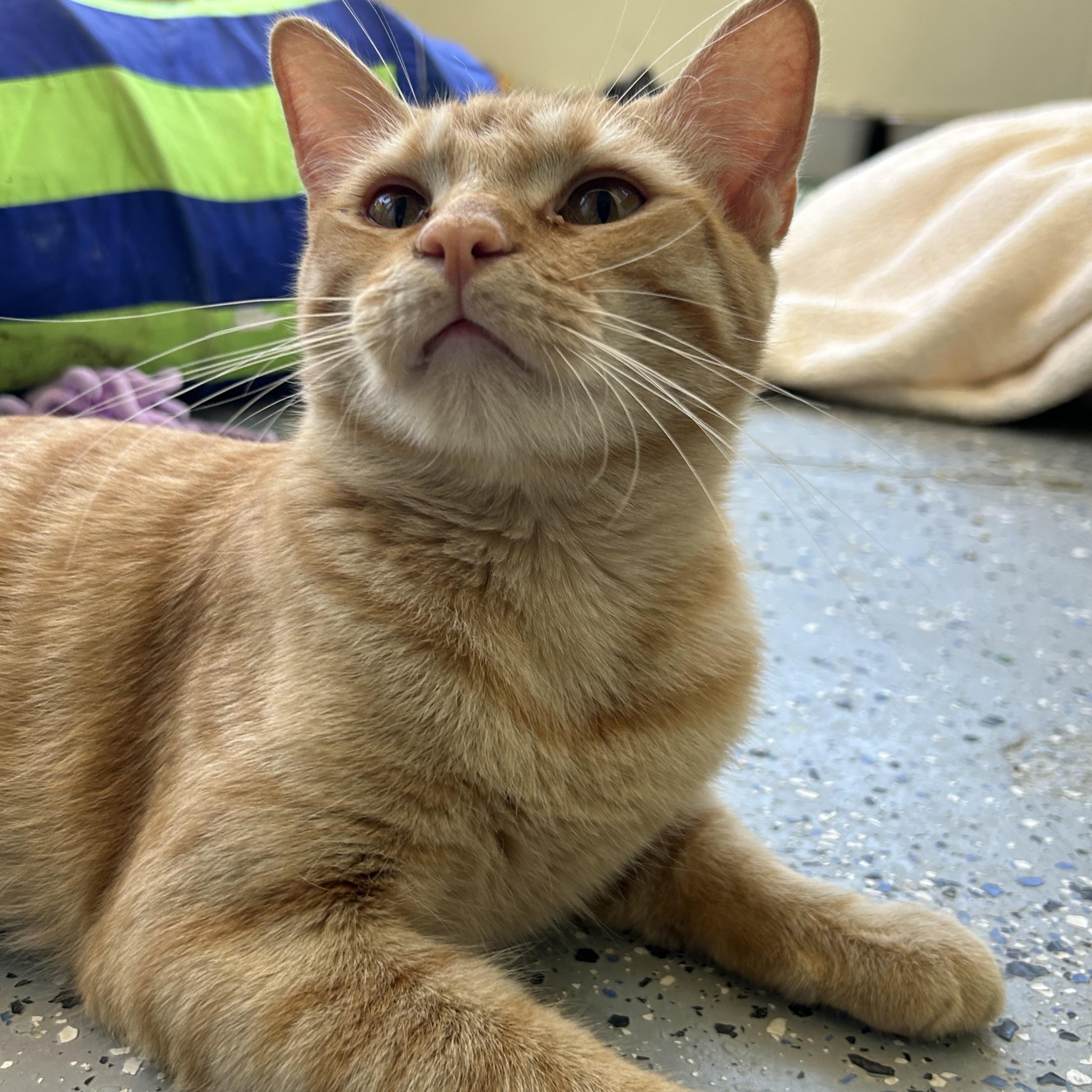 Nallie, a Adoptable Domestic Short Hair in El Cajon, CA image 1/2