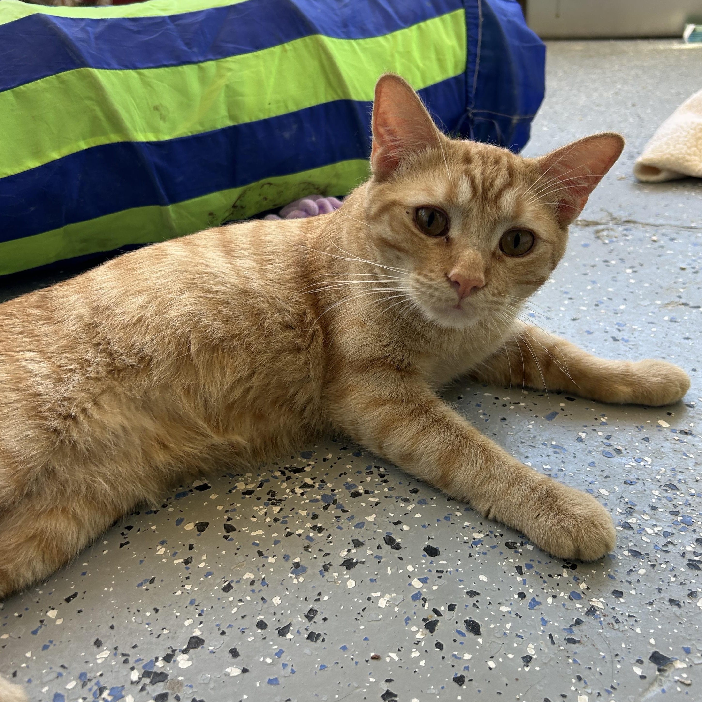 Nallie, a Adoptable Domestic Short Hair in El Cajon, CA image 2/2