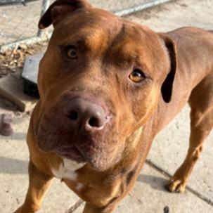 Apex — thumbnail 2