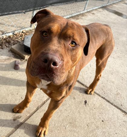 Apex — thumbnail 3