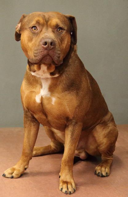 Apex — thumbnail 4