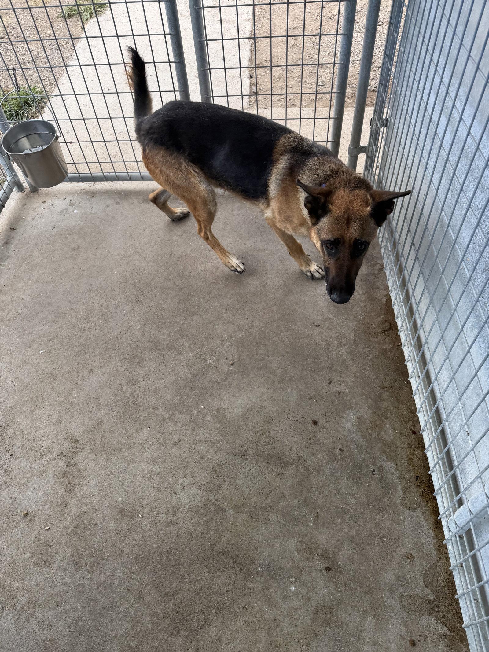 Enlarge Apache, a Adoptable German Shepherd Dog in Monte Vista, CO image 1/2