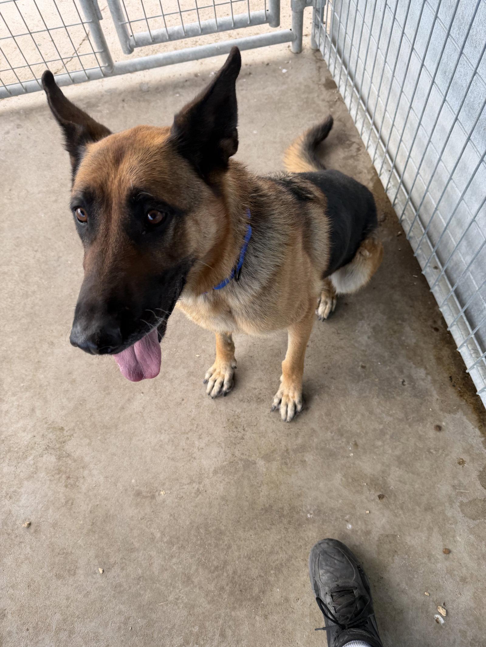 Enlarge Apache, a Adoptable German Shepherd Dog in Monte Vista, CO image 2/2