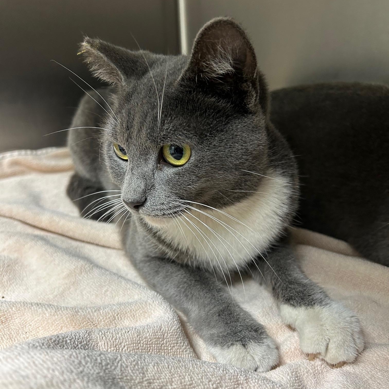 Enlarge Paris, an adopted Domestic Short Hair in Canoga Park, CA image 1/5