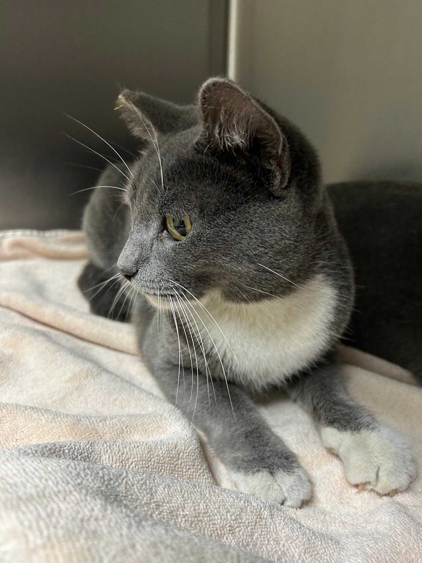 Enlarge Paris, an adopted Domestic Short Hair in Canoga Park, CA image 5/5