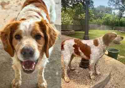 Enlarge Rue-Ski, a ADOPTABLE Brittany Spaniel in Fort Worth, TX image 2/2