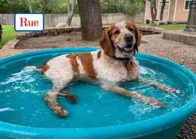 Rue-Ski, ADOPTABLE, Adult Male Brittany Spaniel.