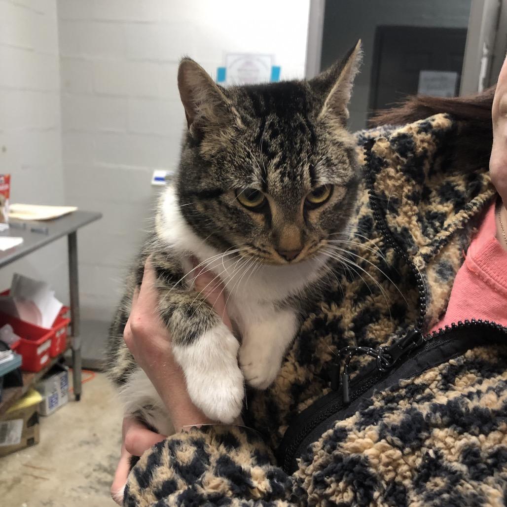 Sweet Tart, Adoptable, Adult Female Domestic Short Hair.