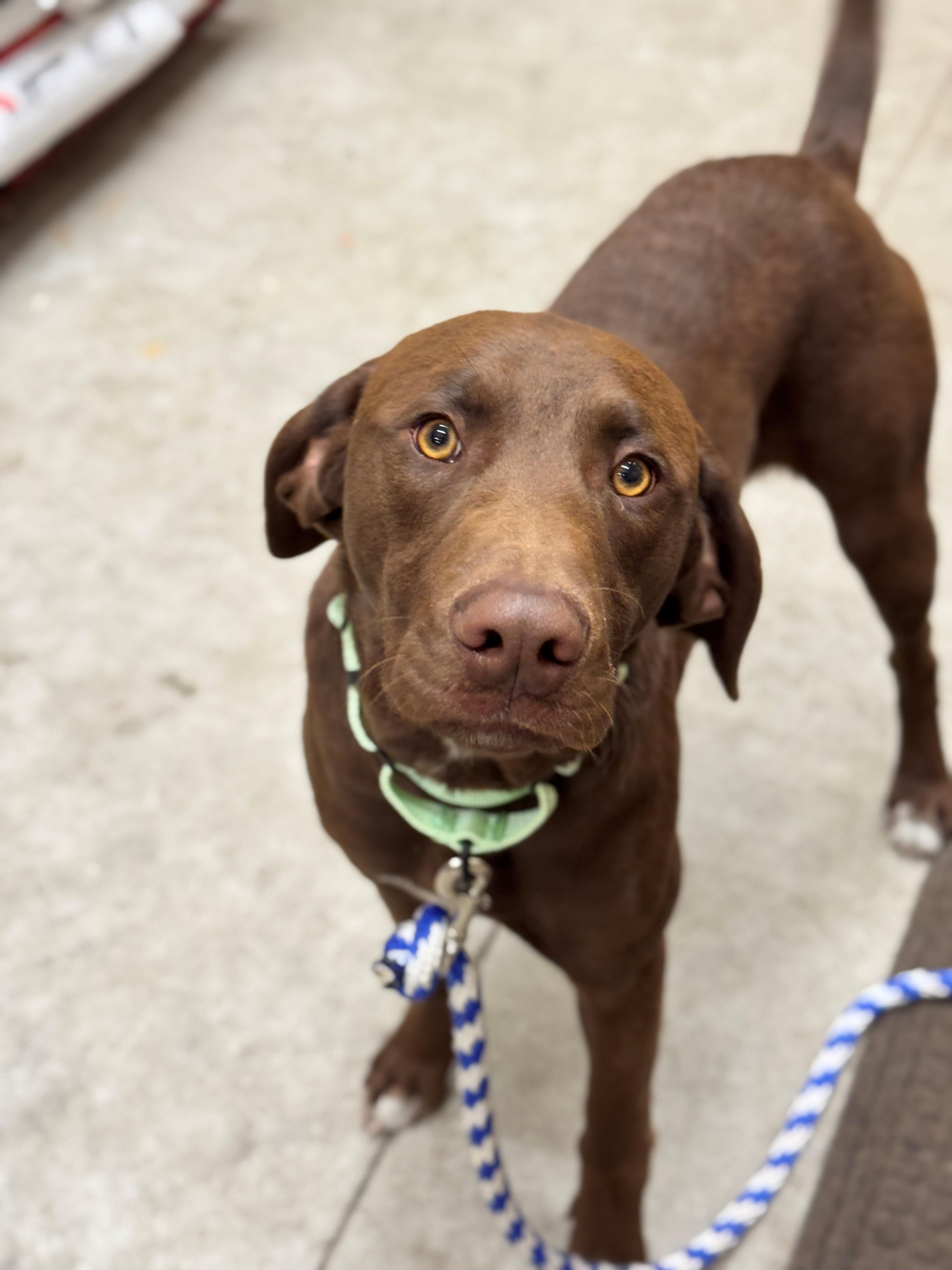Buckley, a Adoptable mixed breed in Hackensack, MN image 1/4
