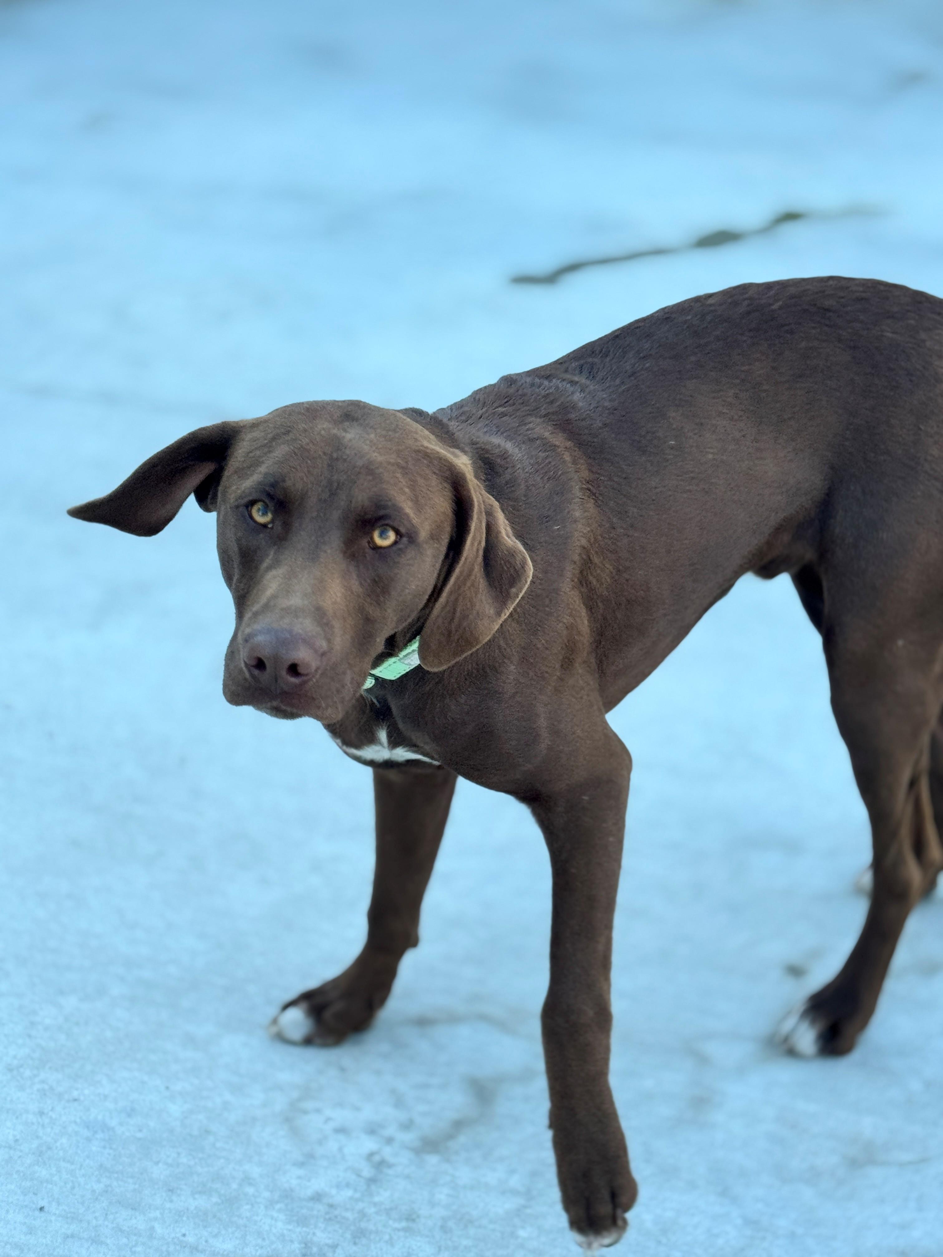 Buckley, a Adoptable mixed breed in Hackensack, MN image 2/4