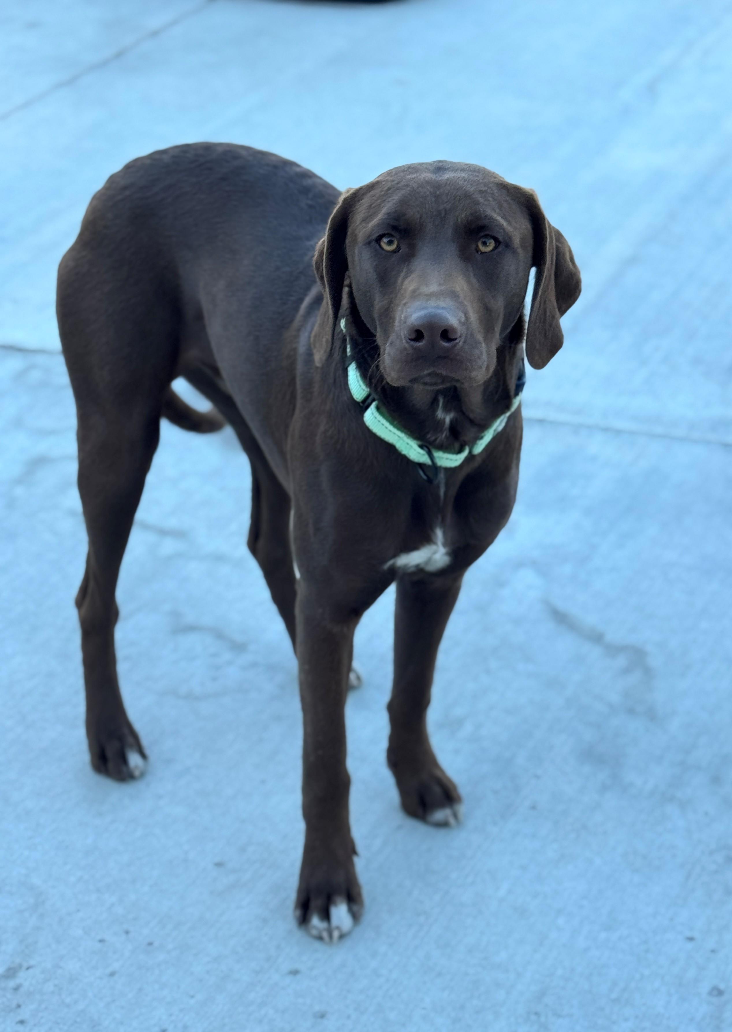 Buckley, a Adoptable mixed breed in Hackensack, MN image 3/4