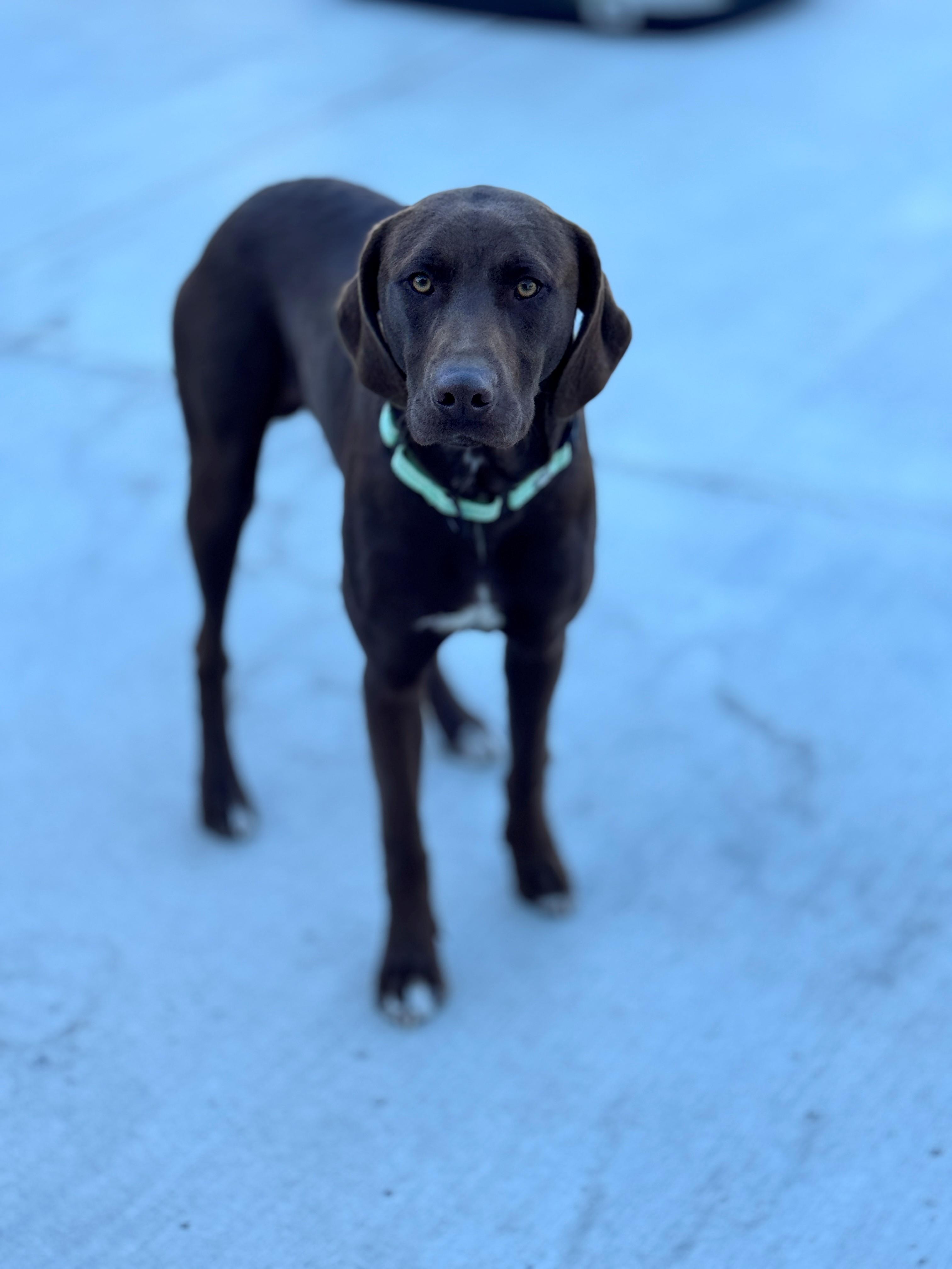 Buckley, a Adoptable mixed breed in Hackensack, MN image 4/4