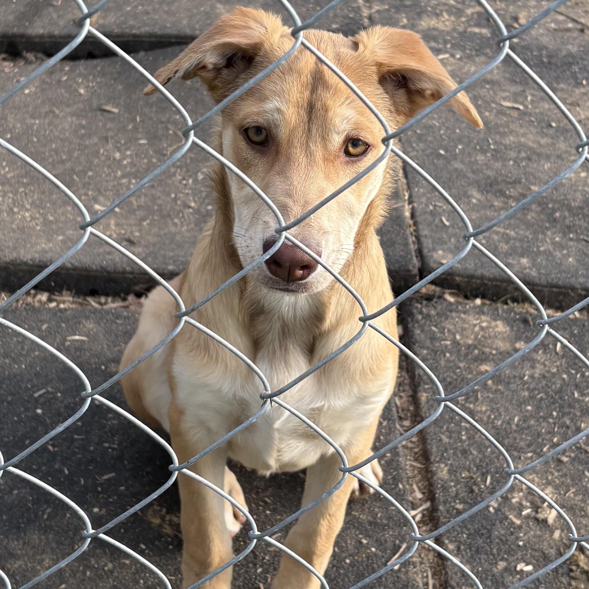 Gaby, Adoptable, Young Female German Shepherd Dog.