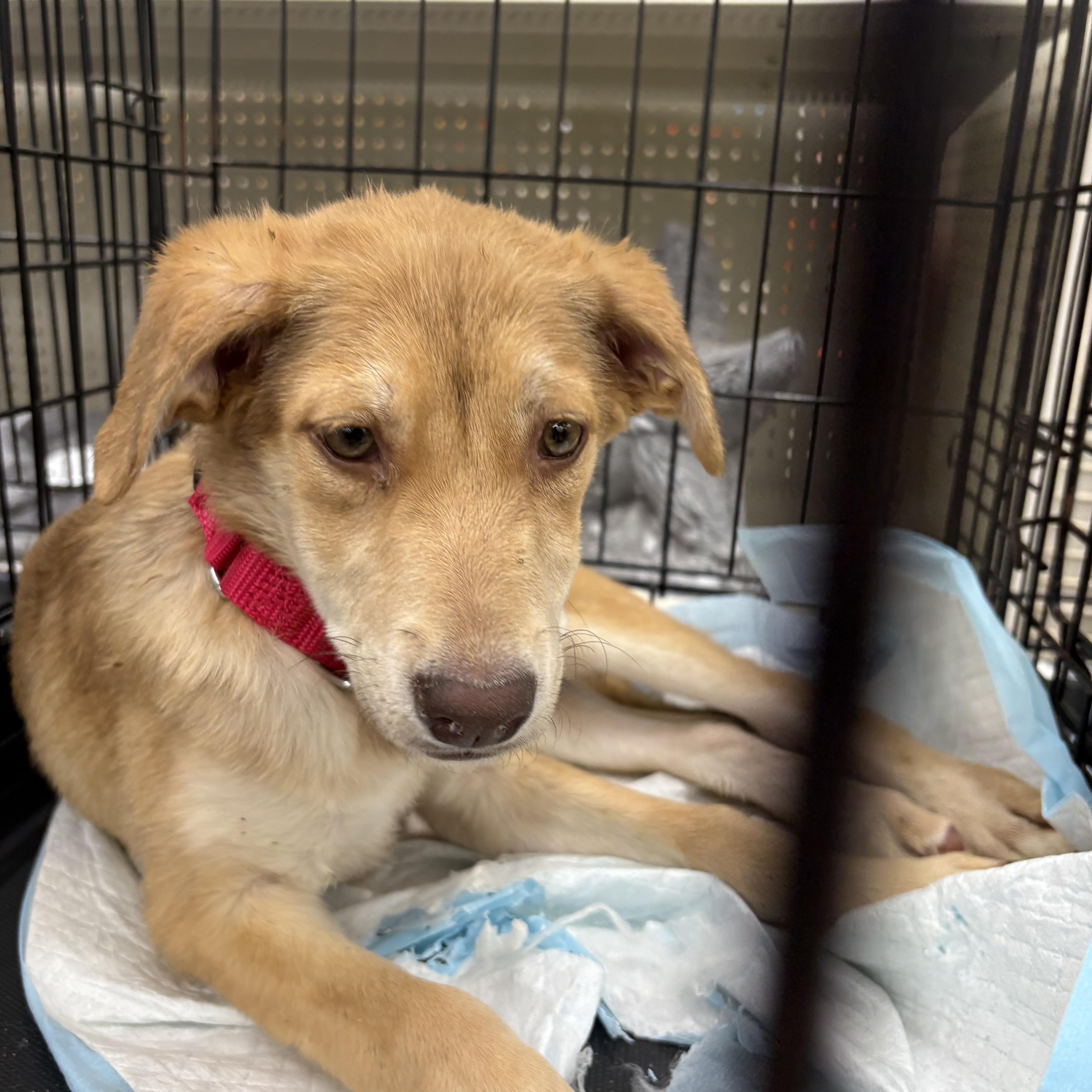 Enlarge Gaby, a Adoptable mixed breed in Coldwater, MI image 1/2