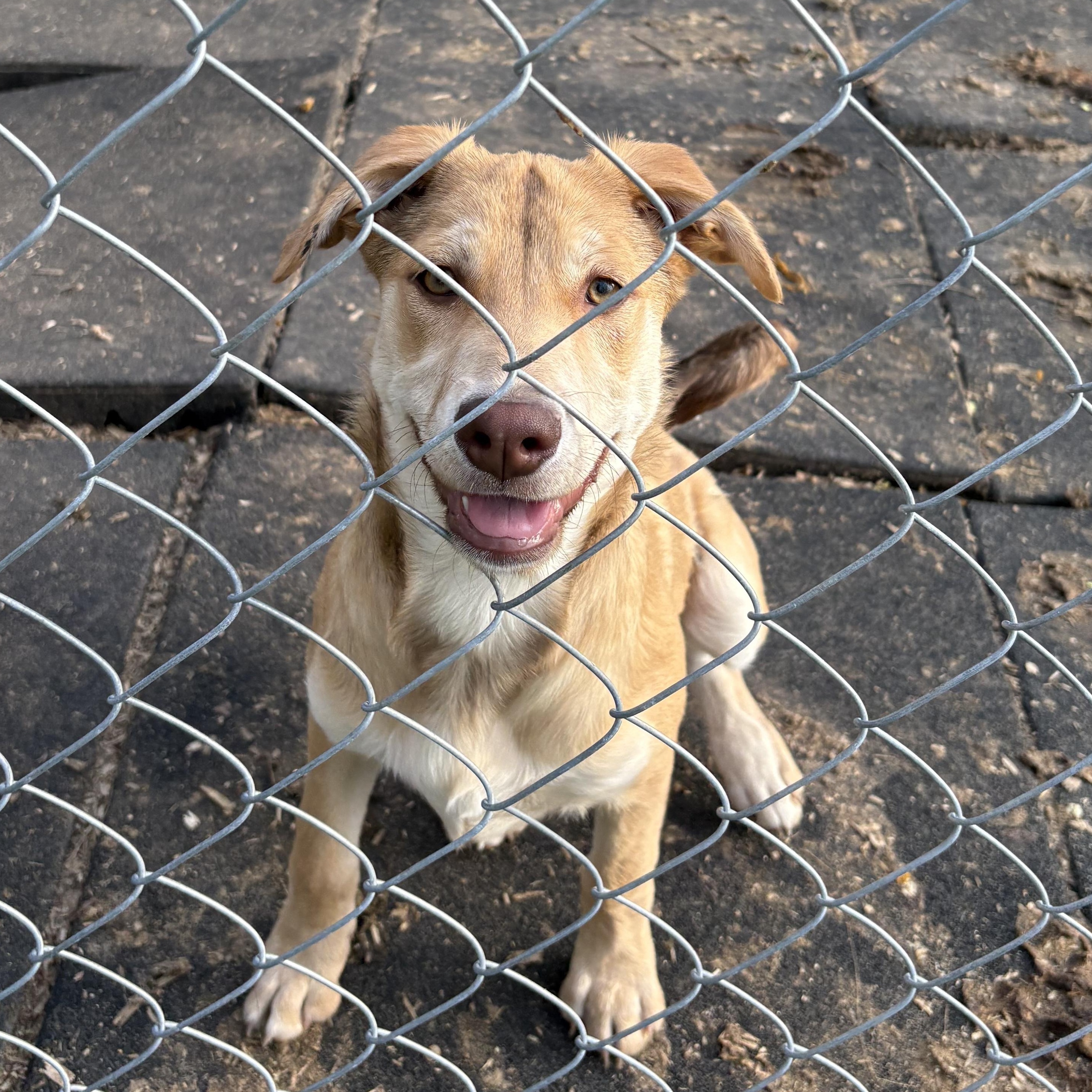 Enlarge Gaby, a Adoptable mixed breed in Coldwater, MI image 3/5
