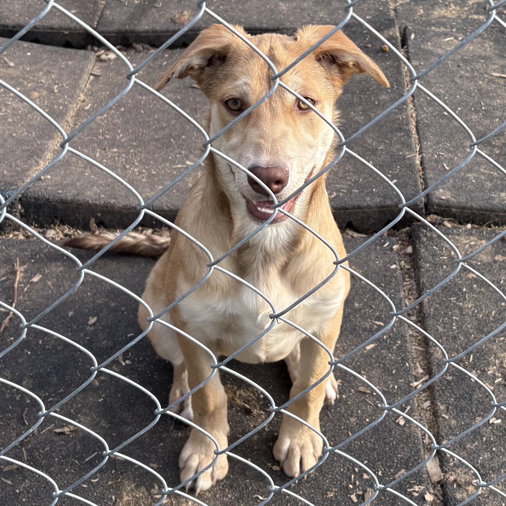 Enlarge Gaby, a Adoptable mixed breed in Coldwater, MI image 2/5