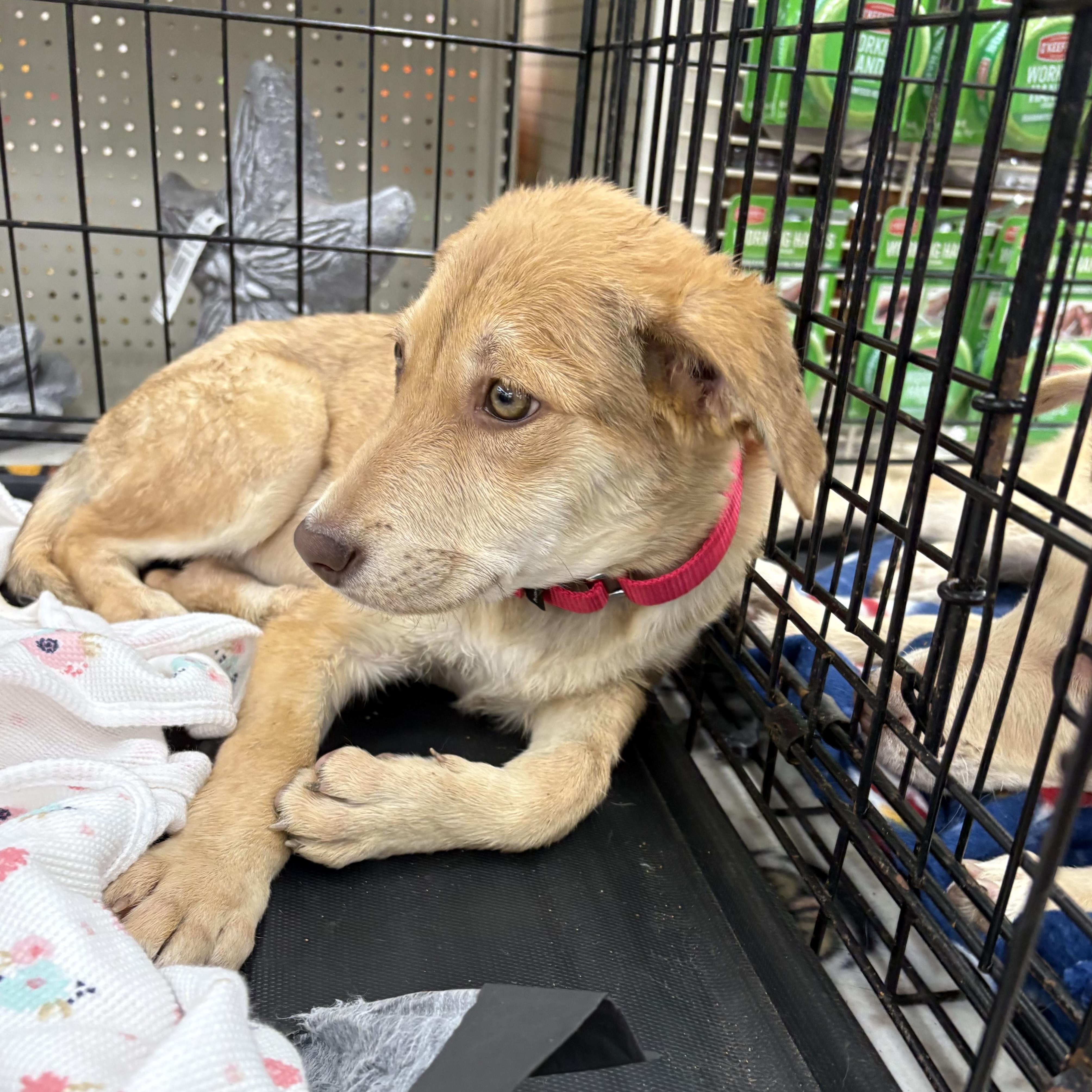 Enlarge Gaby, a Adoptable mixed breed in Coldwater, MI image 2/2
