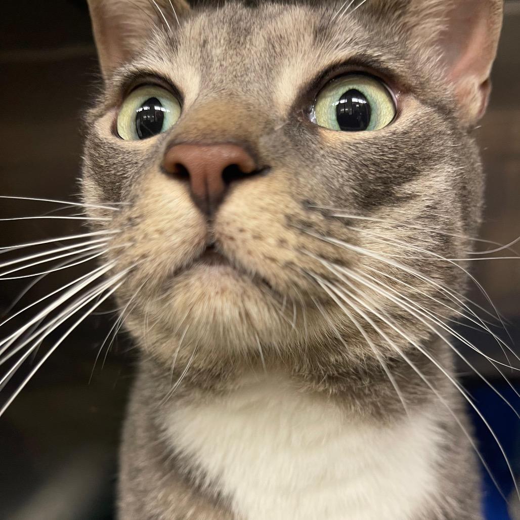 Jack, Adoptable, Adult Male Domestic Short Hair.