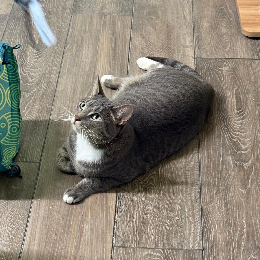Jack, a Adoptable Domestic Short Hair in Lake Panasoffkee, FL image 2/6