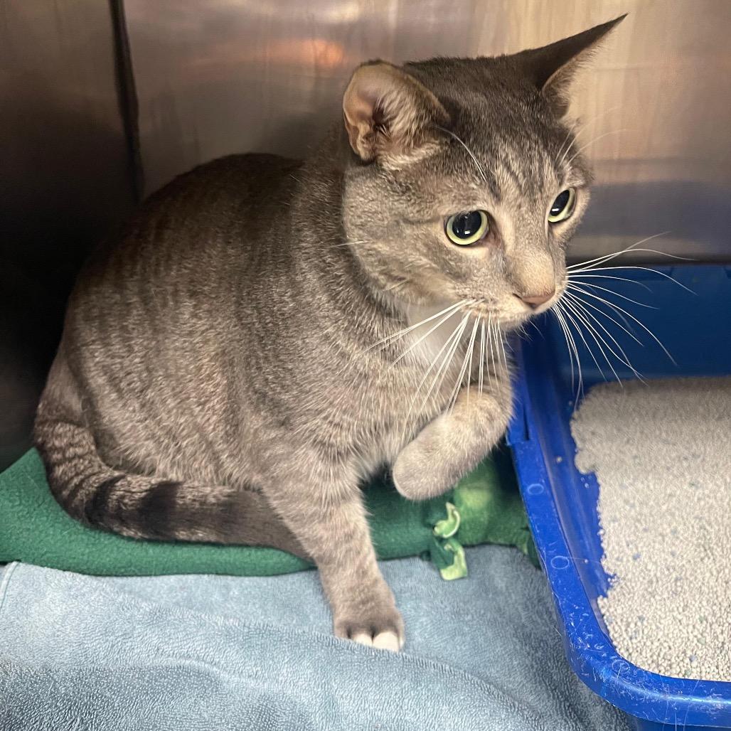 Jack, a Adoptable Domestic Short Hair in Lake Panasoffkee, FL image 3/6