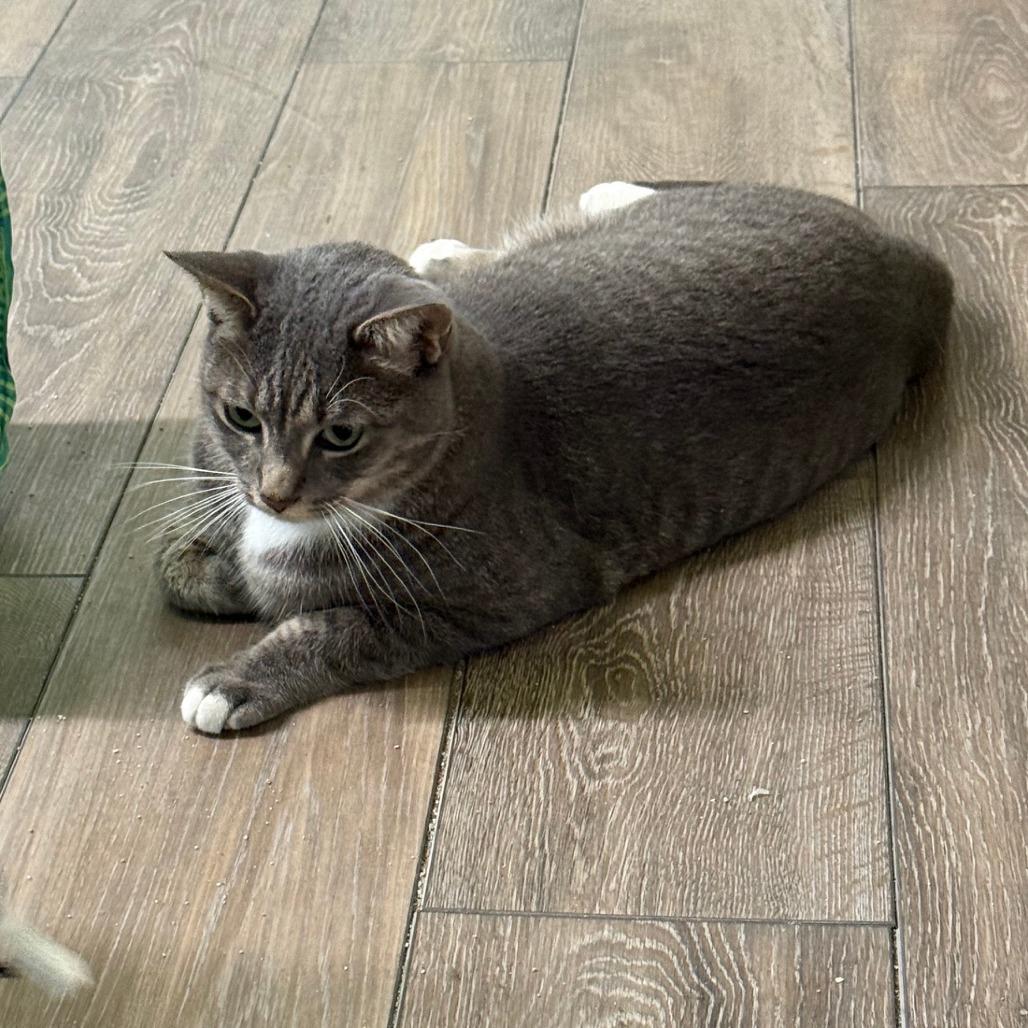 Jack, a Adoptable Domestic Short Hair in Lake Panasoffkee, FL image 4/6